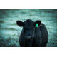 BLACK ANGUS DUNNE LENDE
